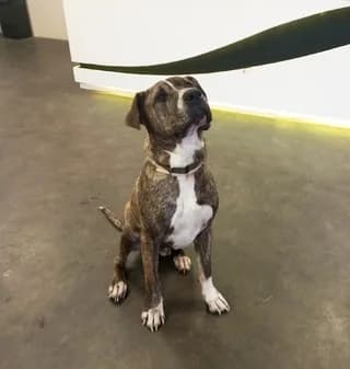 Lucas, male 3yo Mixed Breed for adoption at Dogs Voice, Athens