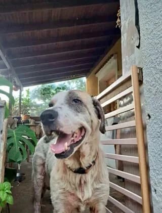 Von - the dog (Βον - the dog), male 7yo Mixed Breed for adoption at Dogs Voice, Athens