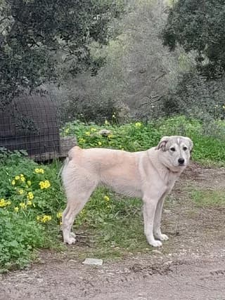 IRA (ΗΡΑ), female puppy Mixed Breed for adoption at Dogs Voice, Athens