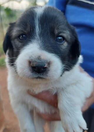 EKTOR (ΕΚΤΩΡ), male puppy Mixed Breed for adoption at Dogs Voice, Athens