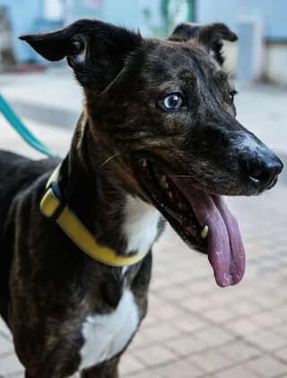 Bowie, female 7yo Mixed Breed for adoption at Dogs Voice, Athens