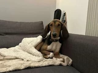 Gaston, male 7yo Mixed Breed for adoption at Dogs Voice, Athens