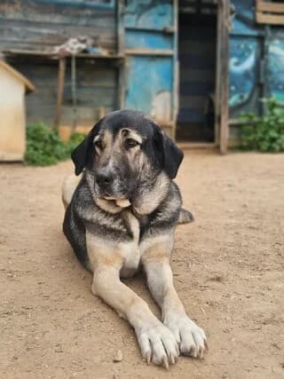 Vera, female 7yo Mixed Breed for adoption at Dogs Voice, Athens