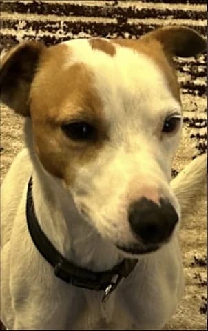 Loco, male 3yo Mixed Breed for adoption at Dogs Voice, Athens