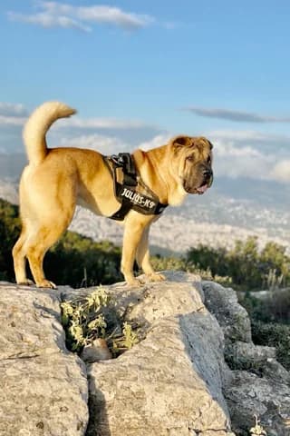 Pieros (Πιερος), male 7yo Mixed Breed for adoption at Dogs Voice, Athens