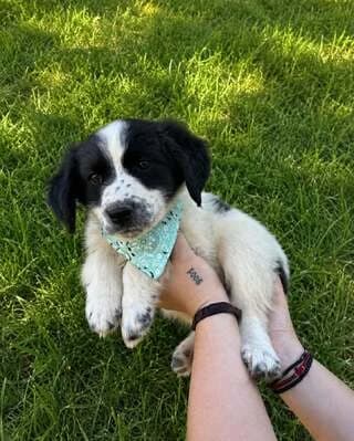 Candy, female puppy Mixed Breed for adoption at Dogs Voice, Athens