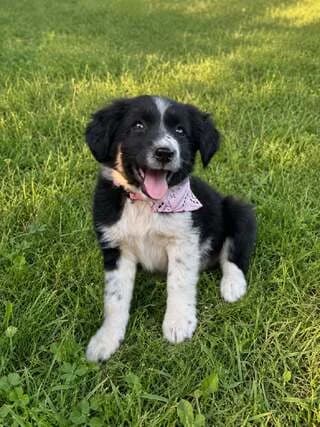 Cherry, female puppy Mixed Breed for adoption at Dogs Voice, Athens