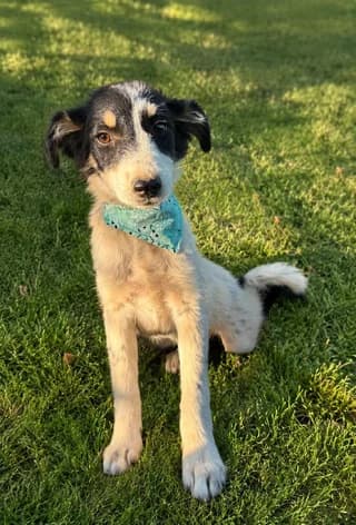 Chloe, female puppy Mixed Breed for adoption at Dogs Voice, Athens
