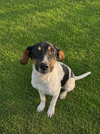 Srek (Σρεκ), male puppy Mixed Breed for adoption at Dogs Voice, Athens