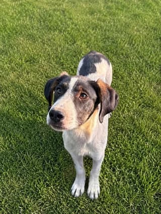 Fiona (Φιόνα), female puppy Mixed Breed for adoption at Dogs Voice, Athens
