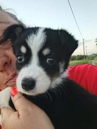 Elen (Ελεν), female puppy Mixed Breed for adoption at Dogs Voice, Athens