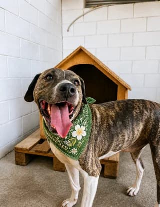 DIAS (ΔΙΑΣ), male 7yo Mixed Breed for adoption at Dogs Voice, Athens