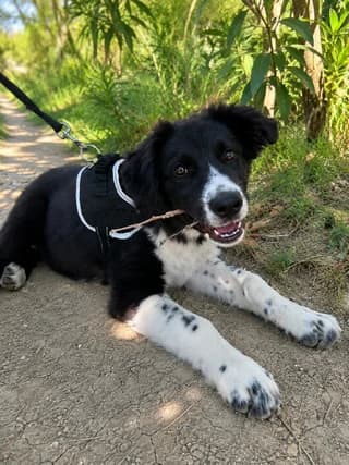 Louna, female puppy Mixed Breed for adoption at Dogs Voice, Athens