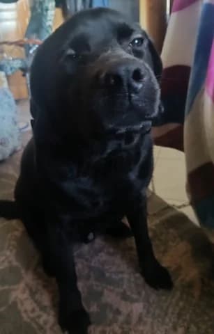Nellie, male young Mixed Breed for adoption at Dogs Voice, Athens