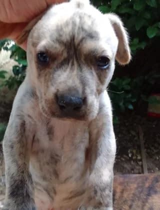 Tigraki (Τιγράκι), male puppy Mixed Breed for adoption at Dogs Voice, Athens