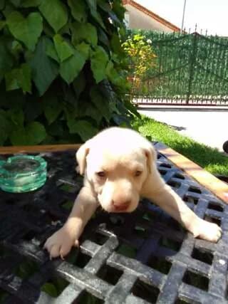 Asproyli (Aσπρούλι), male puppy Mixed Breed for adoption at Dogs Voice, Athens