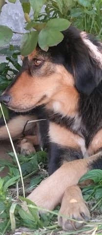 Kali (Κάλη), female young Mixed Breed for adoption at Dogs Voice, Athens