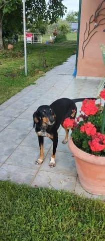 Lora (Λώρα), female young Mixed Breed for adoption at Dogs Voice, Athens