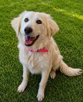 Klontia (Κλώντια), female puppy Mixed Breed for adoption at Dogs Voice, Athens