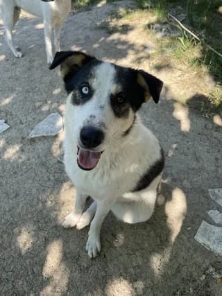 OTTO, male young Mixed Breed for adoption at Dogs Voice, Athens