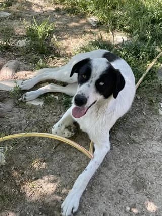 TIMO, male young Mixed Breed for adoption at Dogs Voice, Athens