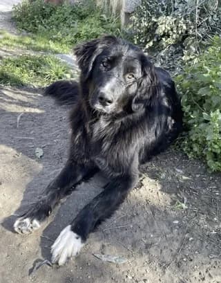 MARLEN, female young Mixed Breed for adoption at Dogs Voice, Athens