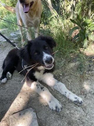 LUNA, female puppy Mixed Breed for adoption at Dogs Voice, Athens