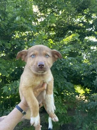 MIRANDA, female puppy Mixed Breed for adoption at Dogs Voice, Athens