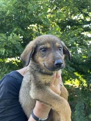DIESEL, male puppy Mixed Breed for adoption at Dogs Voice, Athens