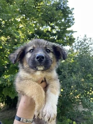 Lee, male puppy Mixed Breed for adoption at Dogs Voice, Athens