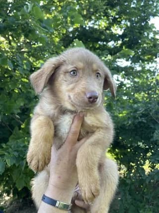 Tiffani, female puppy Mixed Breed for adoption at Dogs Voice, Athens