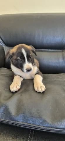 SIMPA (ΣΙΜΠΑ), male puppy Mixed Breed for adoption at Dogs Voice, Athens