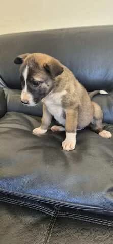 ROYMPI (ΡΟΥΜΠΙ), female puppy Mixed Breed for adoption at Dogs Voice, Athens