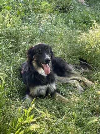 ATLAS, male young Mixed Breed for adoption at Dogs Voice, Athens