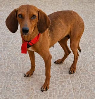 Tereza (Τερέζα), female 3yo Mixed Breed for adoption at Dogs Voice, Athens