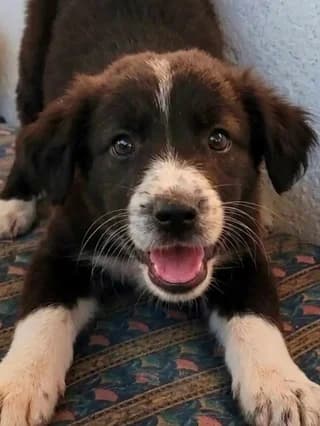 Lily (Λίλυ), female puppy Mixed Breed for adoption at Dogs Voice, Athens