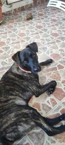Έmma (Έμμα), female young Mixed Breed for adoption at Dogs Voice, Athens