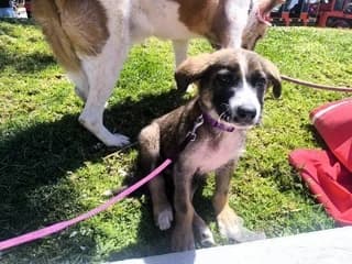 Mpoympis (Μπουμπης), male puppy Mixed Breed for adoption at Dogs Voice, Athens