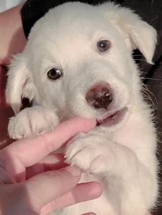 Coco, female puppy Mixed Breed for adoption at Dogs Voice, Athens