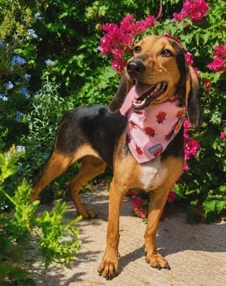 Kira (Κίρα), female 3yo Mixed Breed for adoption at Dogs Voice, Athens