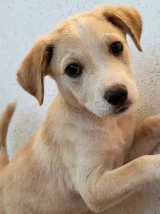 Cody, male puppy Mixed Breed for adoption at Dogs Voice, Athens