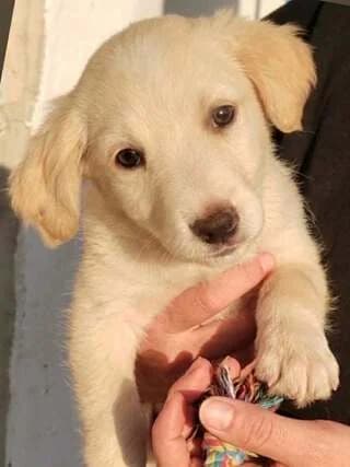 Sucra, female puppy Mixed Breed for adoption at Dogs Voice, Athens