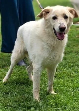 Thomas (Θωμάς), male 7yo Mixed Breed for adoption at Dogs Voice, Athens