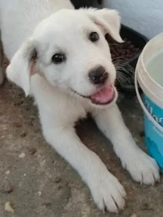 Άrlo (Άρλο), male puppy Mixed Breed for adoption at Dogs Voice, Athens