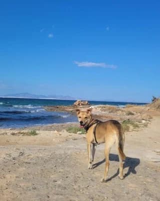 Beilis, female 3yo Mixed Breed for adoption at Dogs Voice, Athens