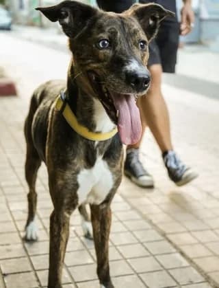 Bowie, female 7yo Mixed Breed for adoption at Dogs Voice, Athens