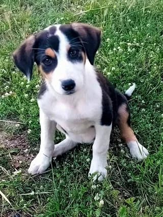 Tzortzina (Τζωρτζίνα), female puppy Mixed Breed for adoption at Dogs Voice, Athens