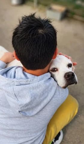 Rooyz 12 eton (Ρόουζ 12 ετών), female 7yo Mixed Breed for adoption at Dogs Voice, Athens