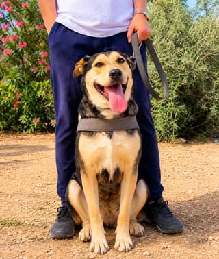 LIZA (ΛΙΖΑ), female 7yo Mixed Breed for adoption at Dogs Voice, Athens