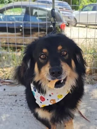 Riko (Ρικο), male 3yo Mixed Breed for adoption at Dogs Voice, Athens